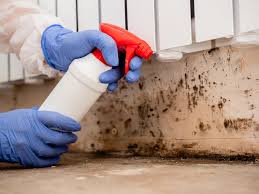 Why You Should Choose Our Mold Remediation Services in San Mateo, CA